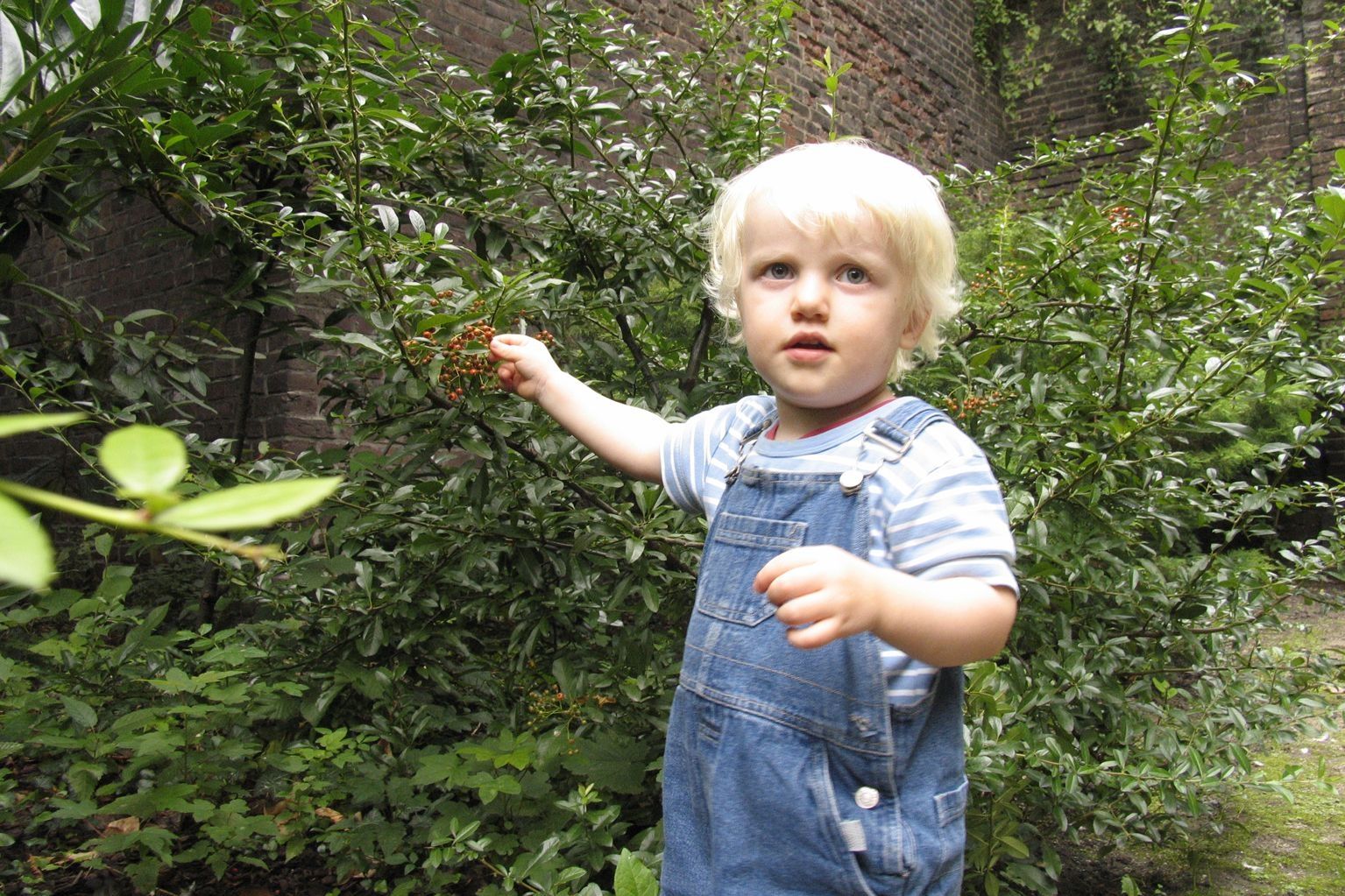 Ein Kind pflückt giftige Beeren.