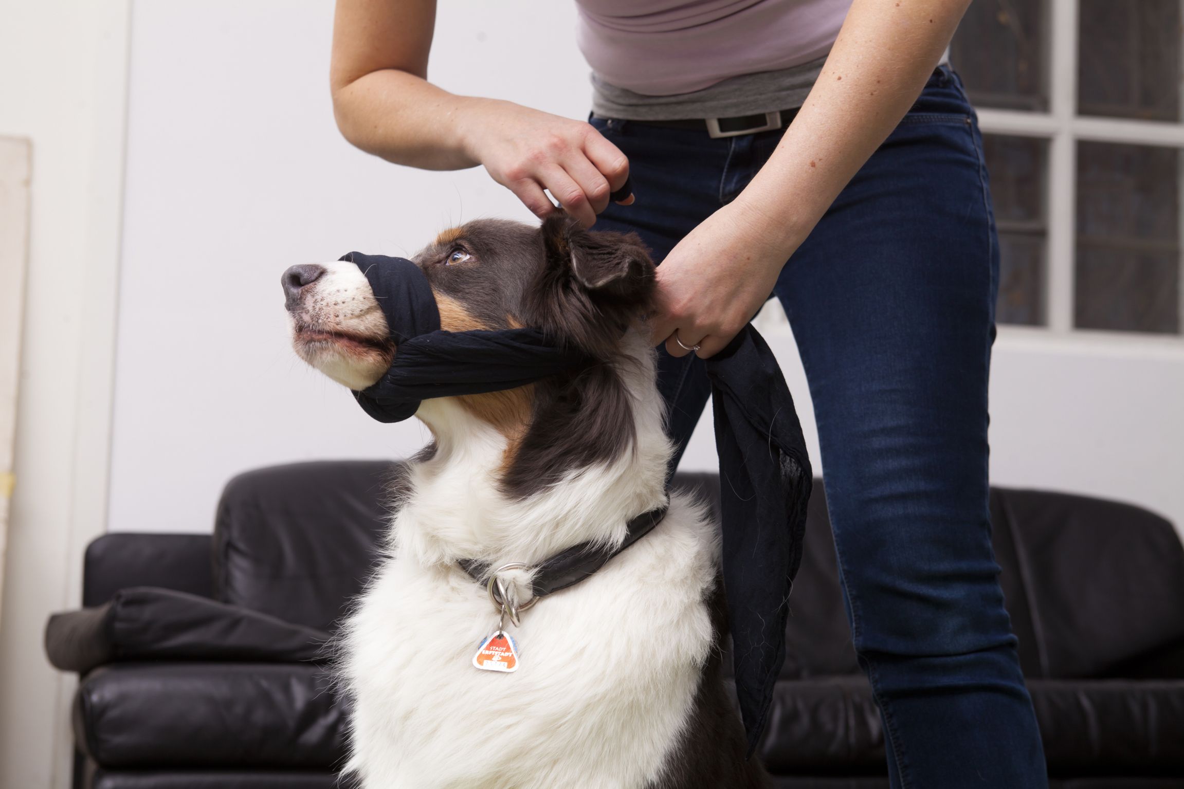 Erste Hilfe für den Hund