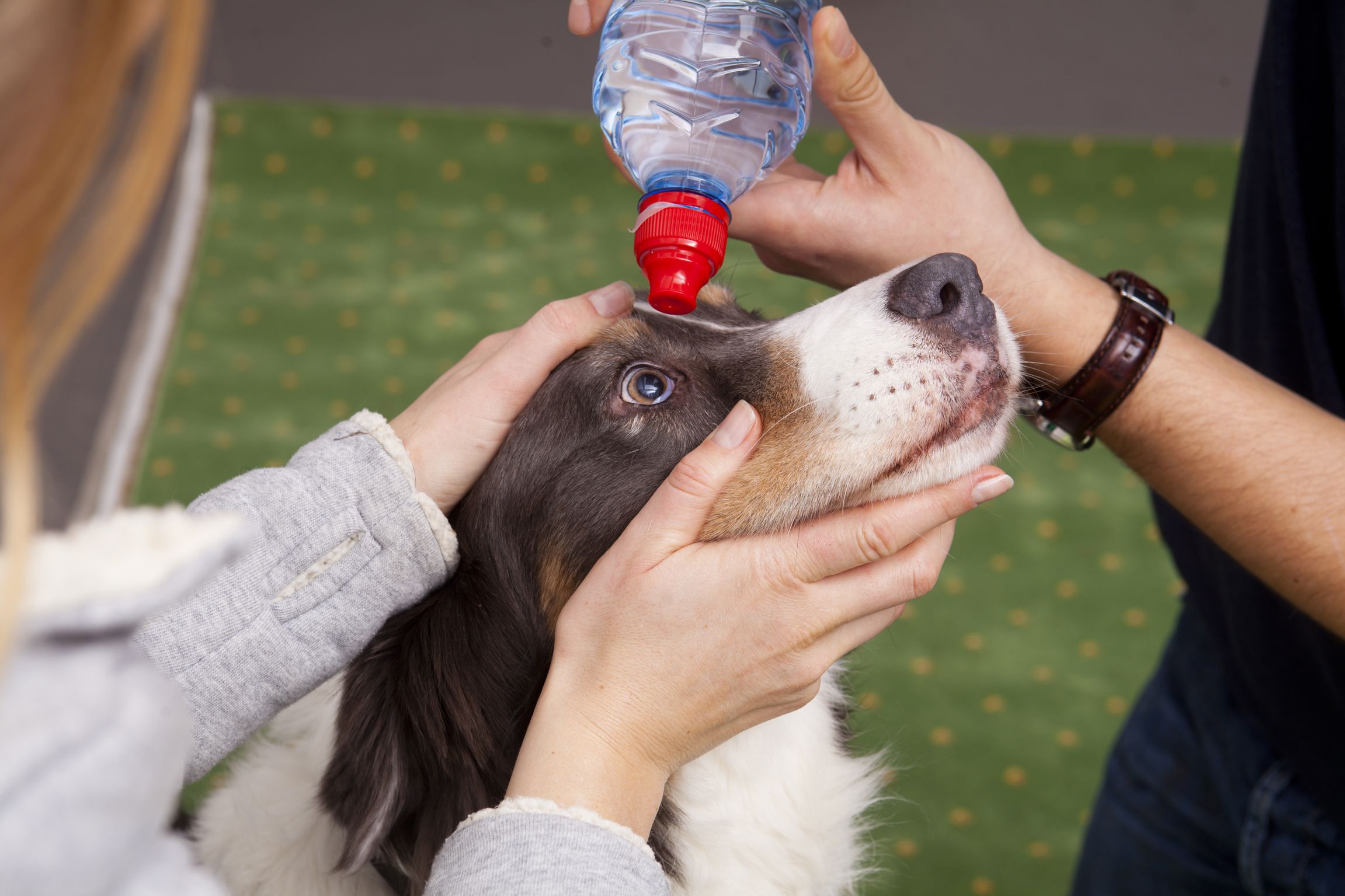 Was tun, wenn der Hund stark blutet oder sich am Auge verletzt hat? 