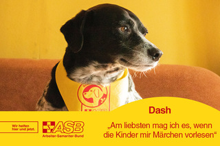 Vorlesehund Dash - Freiwilliger des Monats März 2020