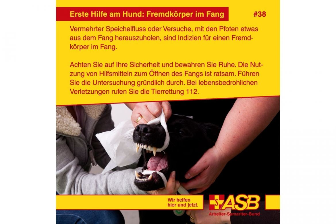 Erste-Hilfe-Tipp Nr. 38: Erste Hilfe am Hund: Fremdkörper im Fang