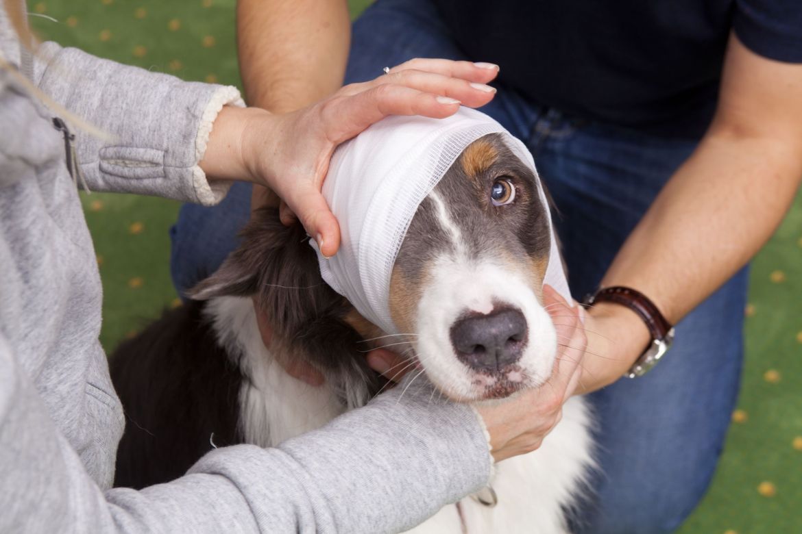 Erste Hilfe am Hund, Augapfelvorfall
