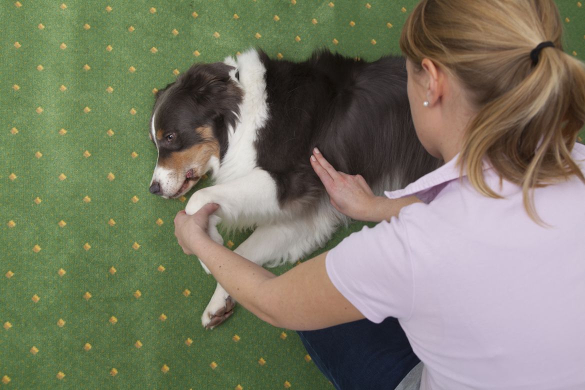 Erste Hilfe am Hund, Pulsmessen