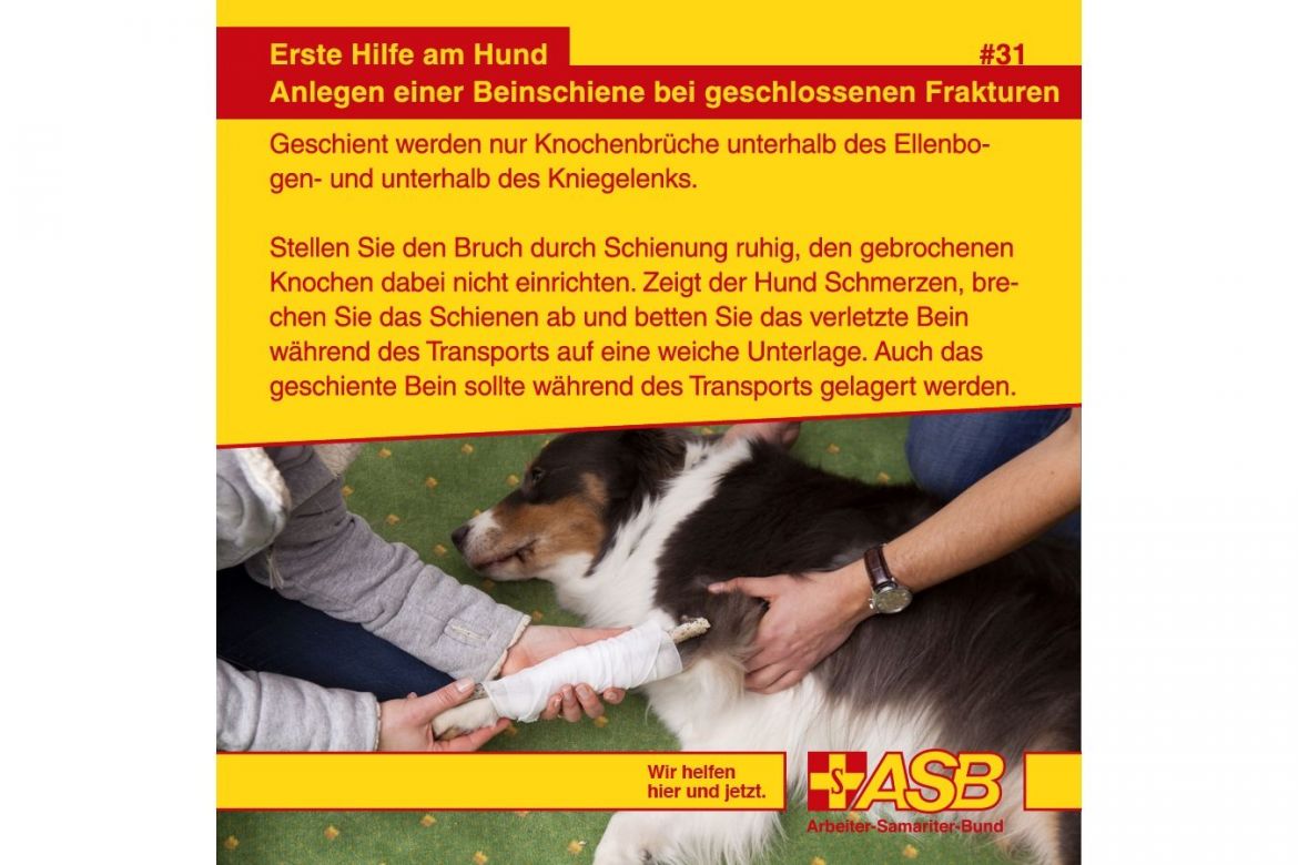 Erste Hilfe am Hund: Anlegen einer Beinschiene bei geschlossenen Frakturen