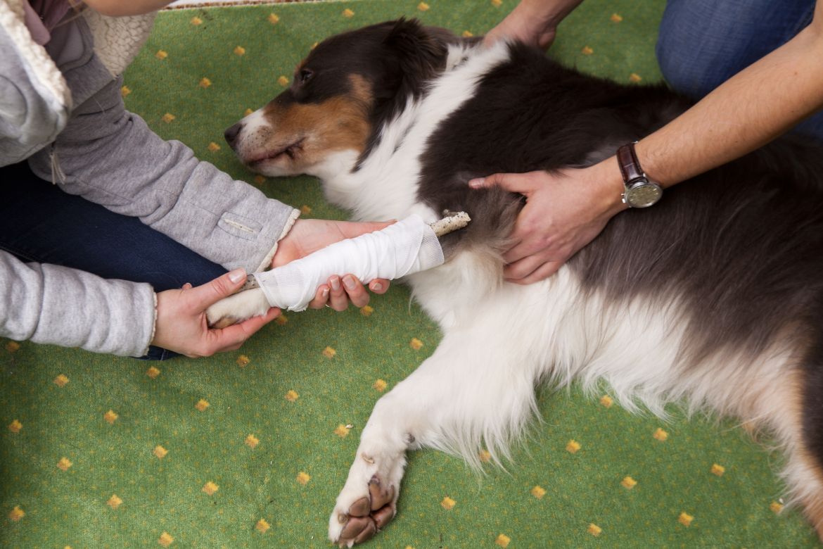 Erste Hilfe am Hund, Beinschiene