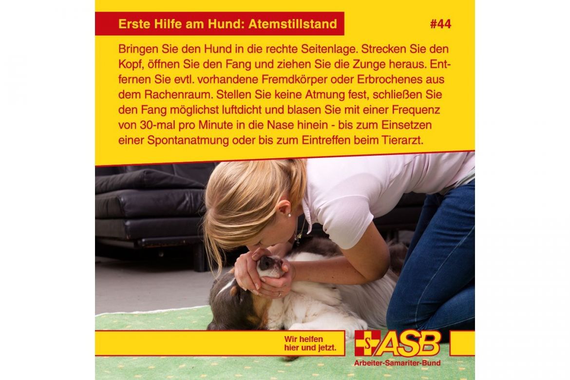 Erste-Hilfe-Tipp 44: Atemstillstand beim Hund